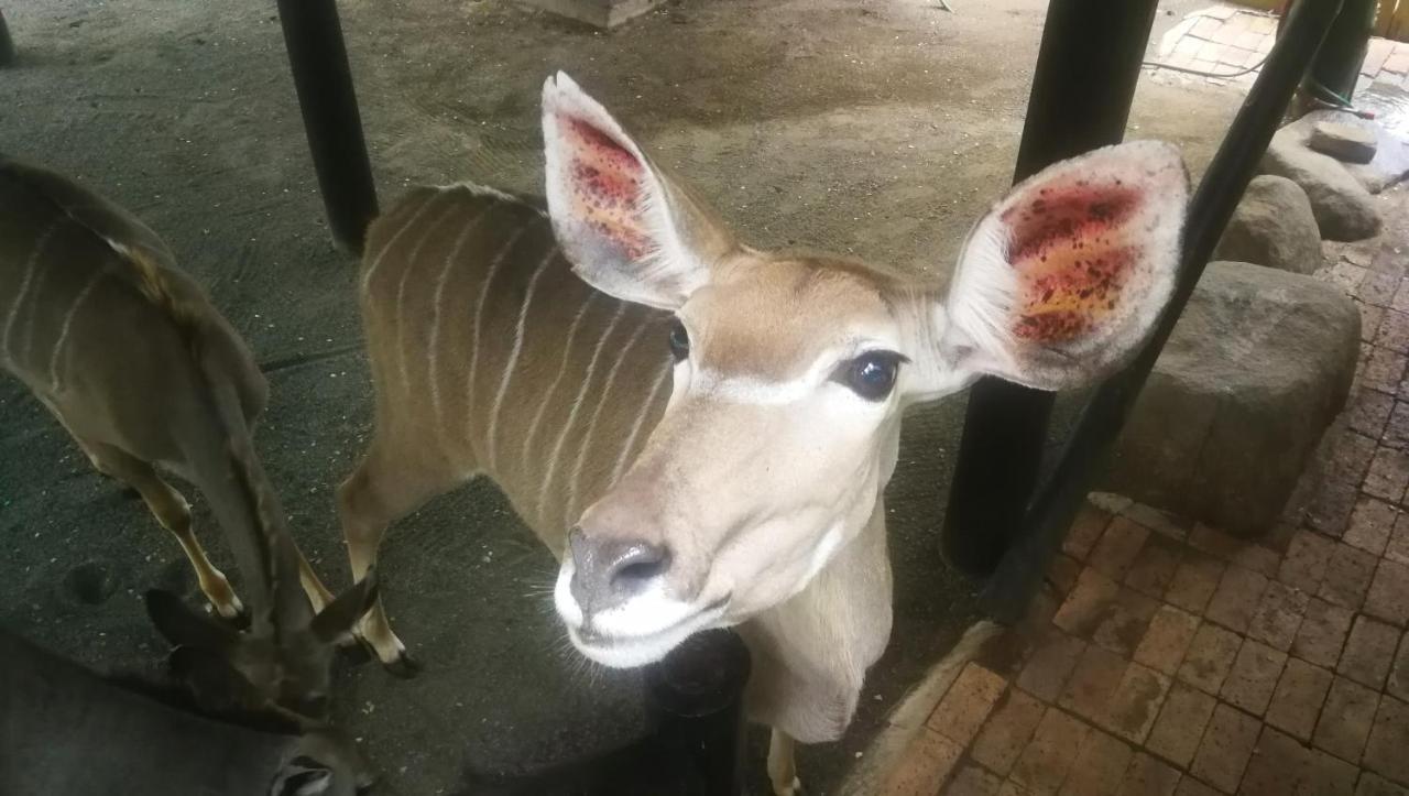 Kruger Kumba - Lahlekile Nathi Appartement Marloth Park Buitenkant foto