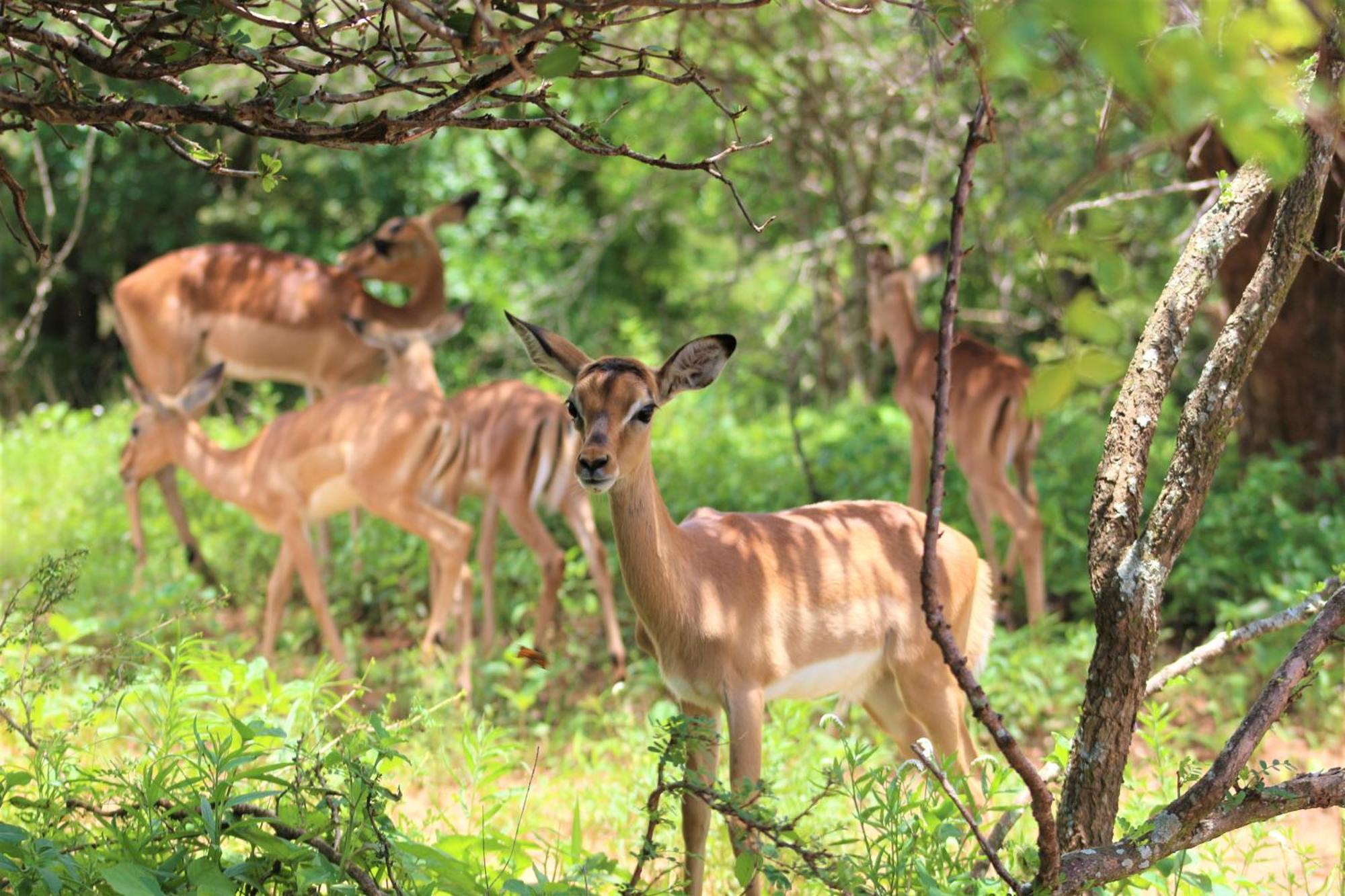 Kruger Kumba - Lahlekile Nathi Appartement Marloth Park Buitenkant foto
