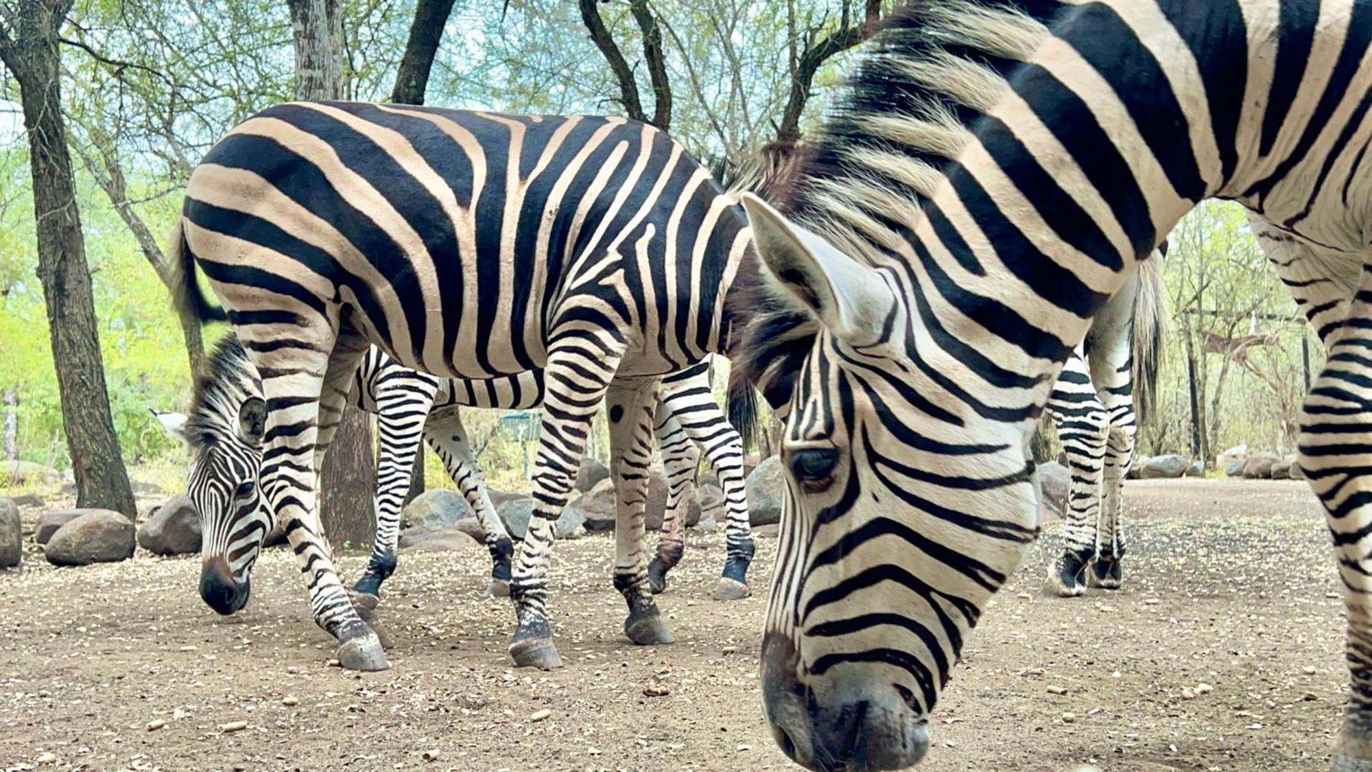 Kruger Kumba - Lahlekile Nathi Appartement Marloth Park Buitenkant foto